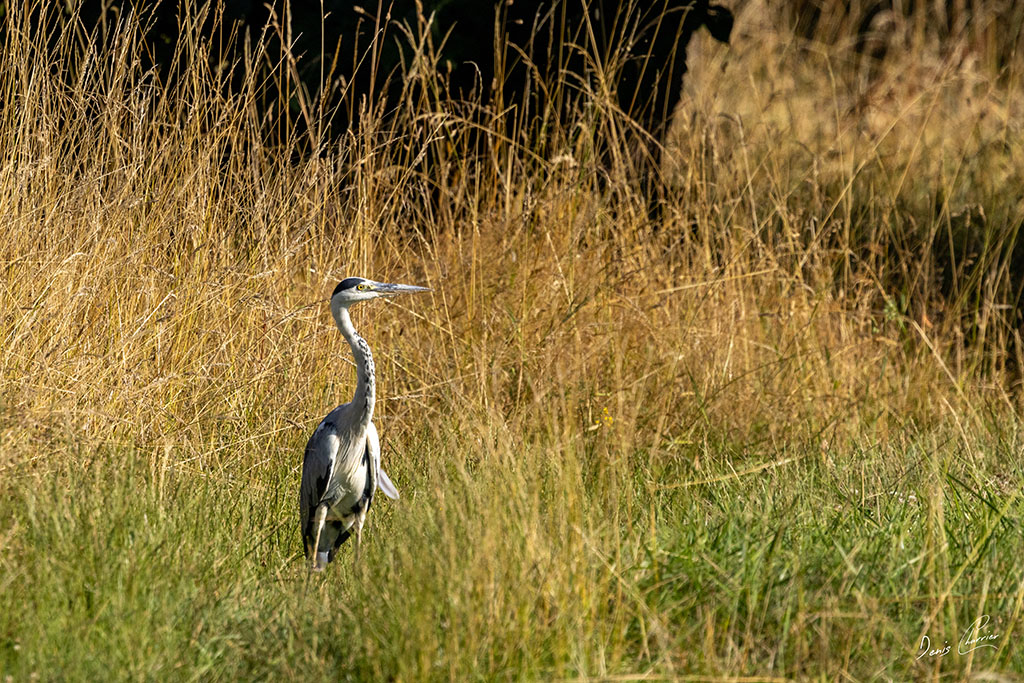 Héron cendré dans un champs jaune